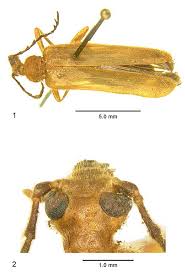 Attēlu rezultāti vaicājumam “Pyrochroidae imago”
