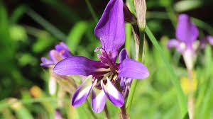 Attēlu rezultāti vaicājumam “Stemonitopsis hyperopta var. landewaldii stalked”