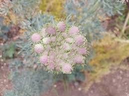 Attēlu rezultāti vaicājumam “Enteridium corticatum sessile”