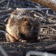 Image result for Castor fiber