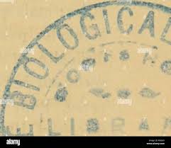 Attēlu rezultāti vaicājumam “Tragopogon heterospermus bud”