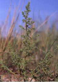 Attēlu rezultāti vaicājumam “Salsola kali”