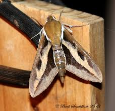 Attēlu rezultāti vaicājumam “Hyles gallii”