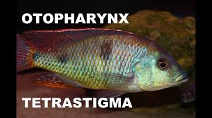 Attēlu rezultāti vaicājumam “Tetratoma ancora”