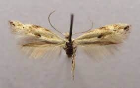 Attēlu rezultāti vaicājumam “Bucculatrix rhamniella”