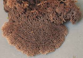 Attēlu rezultāti vaicājumam “Gloiodon strigosus”