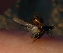 Attēlu rezultāti vaicājumam “Aphodius sp.”