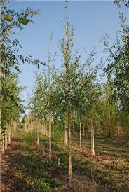 Attēlu rezultāti vaicājumam “Betula pendula var. carelica”