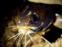 Attēlu rezultāti vaicājumam “Barbeyella minutissima macro”