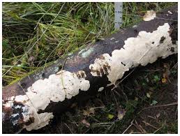 Attēlu rezultāti vaicājumam “Heterobasidion parviporum”