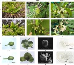Attēlu rezultāti vaicājumam “Schisandra chinensis flower”