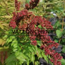 Attēlu rezultāti vaicājumam “Sorbaria sorbifolia fruit”