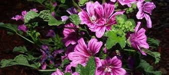 Image result for Malva sylvestris
