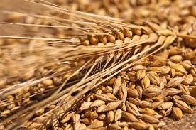 Attēlu rezultāti vaicājumam “Hordeum vulgare”