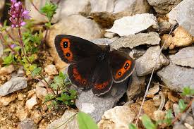 Attēlu rezultāti vaicājumam “Erebia aethiops underside”