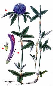 Attēlu rezultāti vaicājumam “Trifolium alpestre”