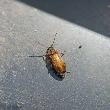 Attēlu rezultāti vaicājumam “Melandrya dubia”