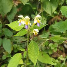 Attēlu rezultāti vaicājumam “Galeopsis speciosa”
