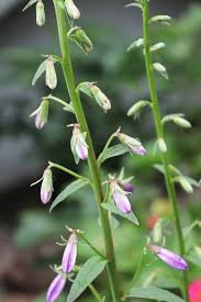 Attēlu rezultāti vaicājumam “Campanula rapunculoides bud”