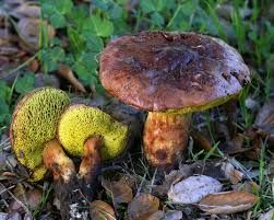 Attēlu rezultāti vaicājumam “Flaviporus citrinellus”