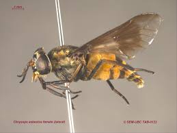 Attēlu rezultāti vaicājumam “Chrysops”