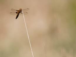 Attēlu rezultāti vaicājumam “Libellula depressa female”