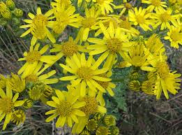 Attēlu rezultāti vaicājumam “Jacobaea vulgaris flower”