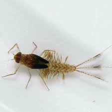 Attēlu rezultāti vaicājumam “Ephemeroptera larva”