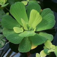 Attēlu rezultāti vaicājumam “Pistia stratiotes leaf”