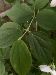 Attēlu rezultāti vaicājumam “Philadelphus coronarius leaf”