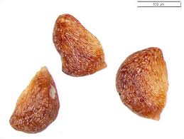 Attēlu rezultāti vaicājumam “Chamaedaphne calyculata fruit”