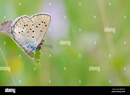 Attēlu rezultāti vaicājumam “Maculinea alcon underside”