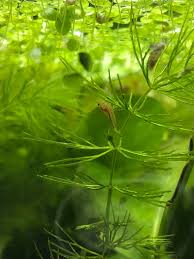 「金魚藻」的圖片搜尋結果