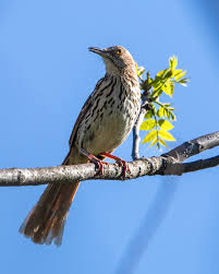 Image result for Toxostoma rufum