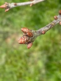 Attēlu rezultāti vaicājumam “Quercus robur bud”