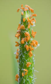 Attēlu rezultāti vaicājumam “Alopecurus aequalis flower”
