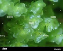 Attēlu rezultāti vaicājumam “Scapania nemorea”