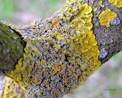 Attēlu rezultāti vaicājumam “Xanthoria parietina”