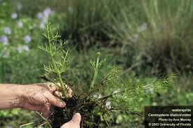 Attēlu rezultāti vaicājumam “Symphytocarpus trechisporus young”