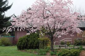 Attēlu rezultāti vaicājumam “Prunus (sakura)”