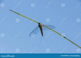 Attēlu rezultāti vaicājumam “Siphlonurus”