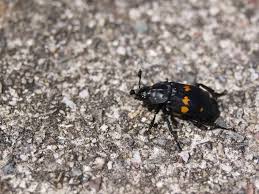 Attēlu rezultāti vaicājumam “Nicrophorus investigator imago”