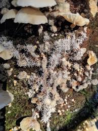 Attēlu rezultāti vaicājumam “Tilachlidium brachiatum”