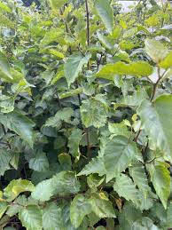 Attēlu rezultāti vaicājumam “Betula papyrifera”