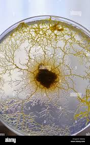 Attēlu rezultāti vaicājumam “Physarum viride macro”