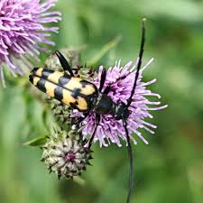Attēlu rezultāti vaicājumam “Leptura quadrifasciata”