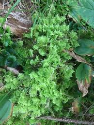 Attēlu rezultāti vaicājumam “Ptilium crista-castrensis sporophyte”