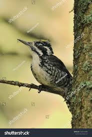 Attēlu rezultāti vaicājumam “Picoides tridactylus adult”