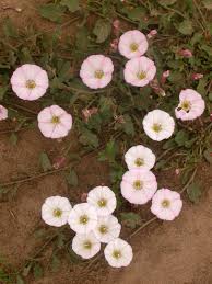 Attēlu rezultāti vaicājumam “Convolvulus arvensis flower”