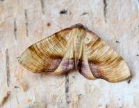 Attēlu rezultāti vaicājumam “Plagodis dolabraria”